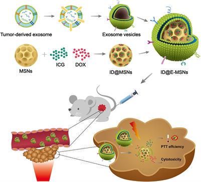 Tumor Exosome Mimicking Nanoparticles for Tumor Combinatorial <mark class="highlighted">Chemo-Photothermal Therapy</mark>